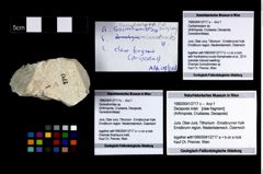 Foto (Objekt + Etikett) von Goniodromites sp.  (NHMW-GEO-1990-0041-2717b)